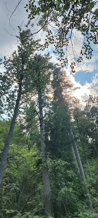 South Fork Junction Campground 5