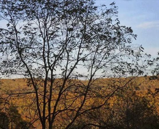 Buck's Campground