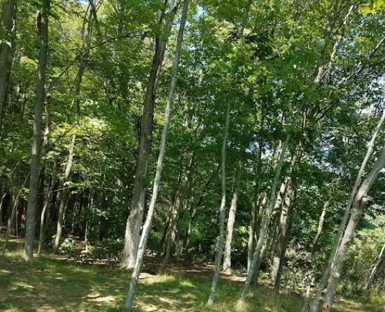 Quemahoning Family Recreation Area