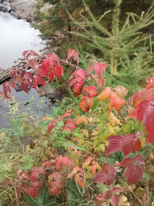 Moose River Campground 5
