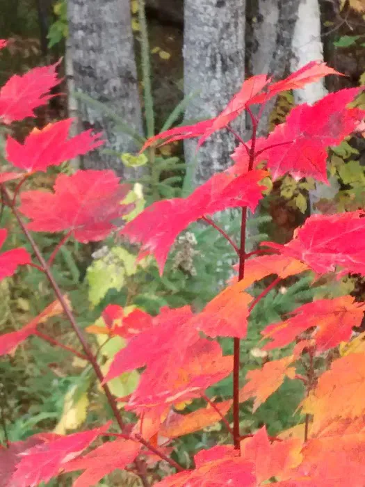 Moose River Campground 8