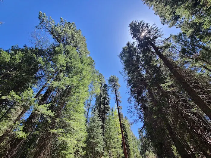Cyclone Lake Campground 2