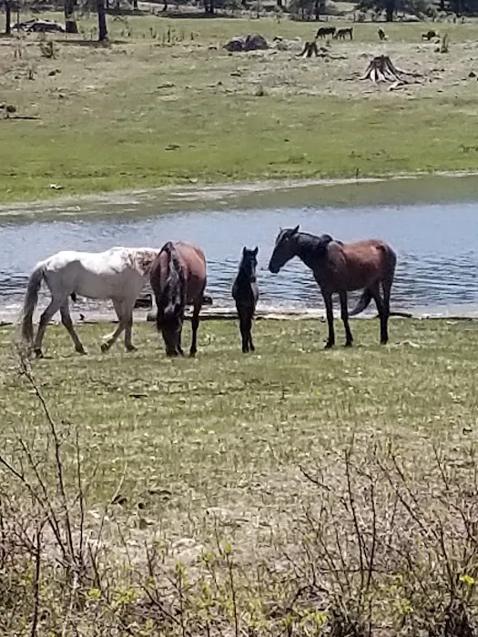 Hawley Lake Campground Area 9