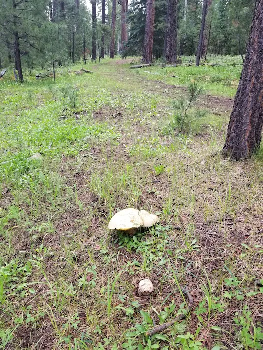 Horseshoe Cienega Lake Campground 6