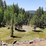 Sheep Cienega Campground