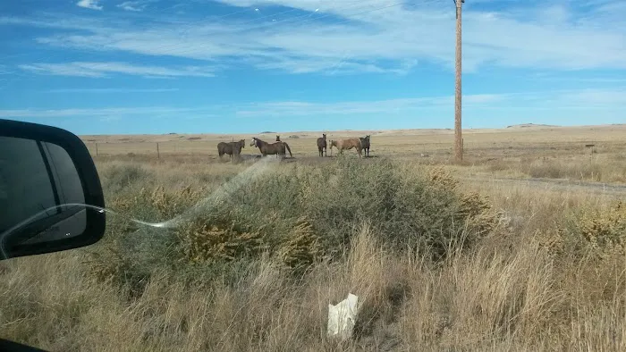 Sheep Cienega Campground 6