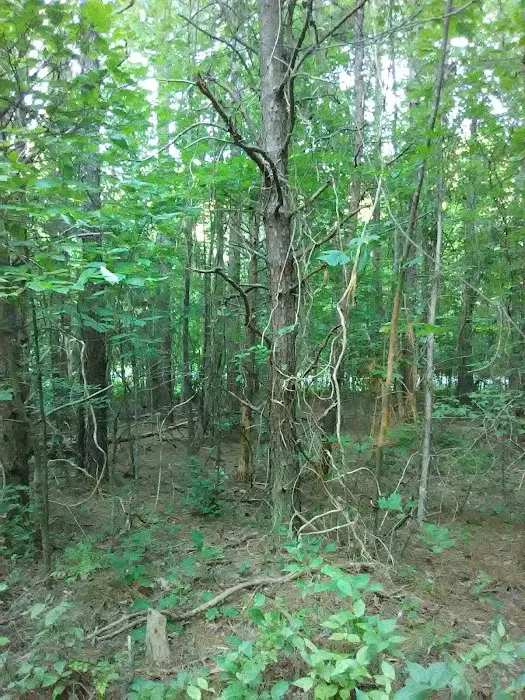 West Morris Mountain Campground 9