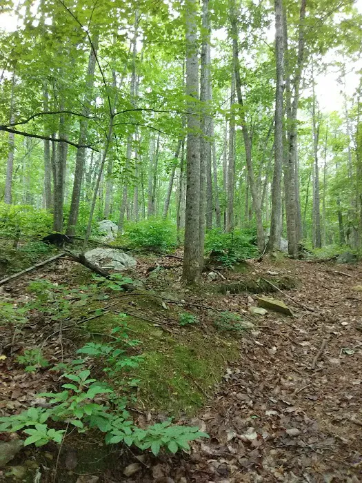East Morris Mountain Campground 1