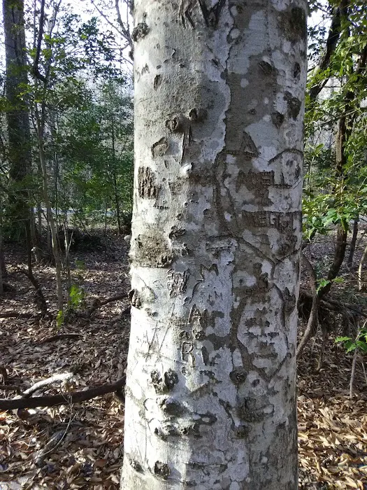 East Morris Mountain Campground 2