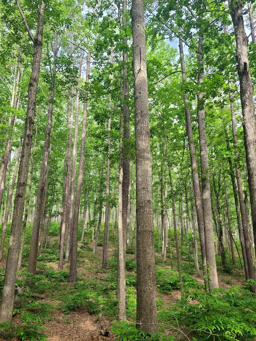 Yates Place Campground 8
