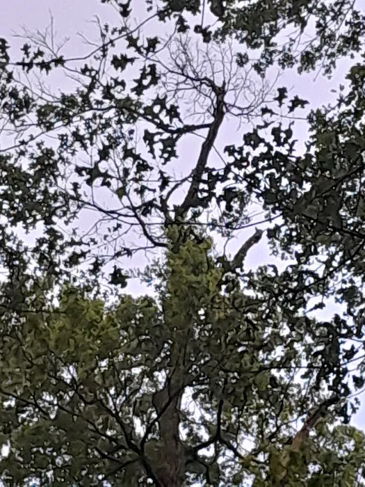 Campsite 42 3