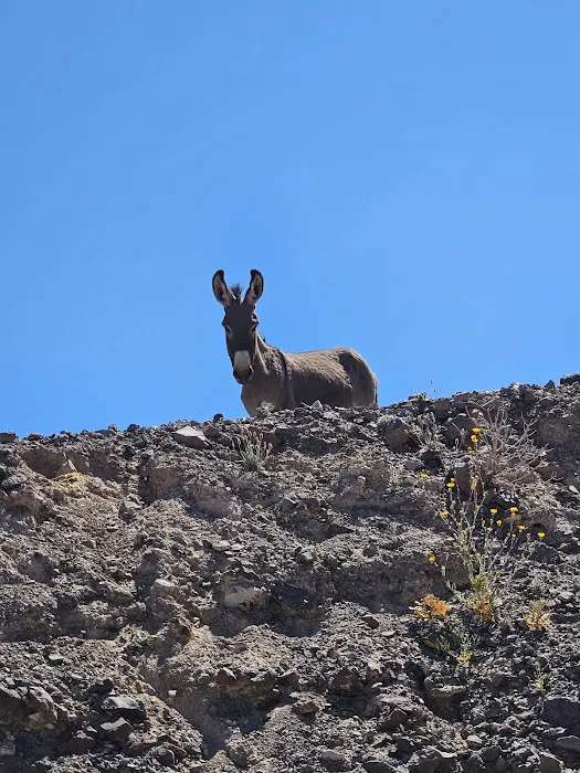 Picacho Campground 7