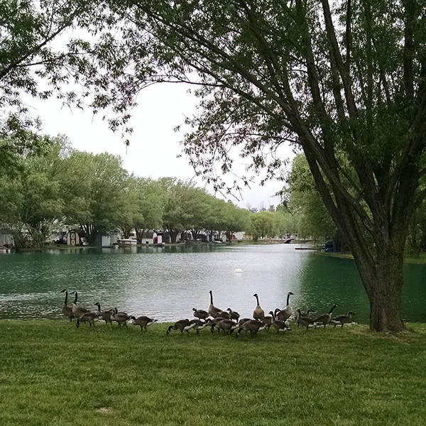 Wild Wings Campground & Marina 2