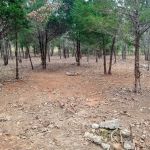 Highland eclipse camping