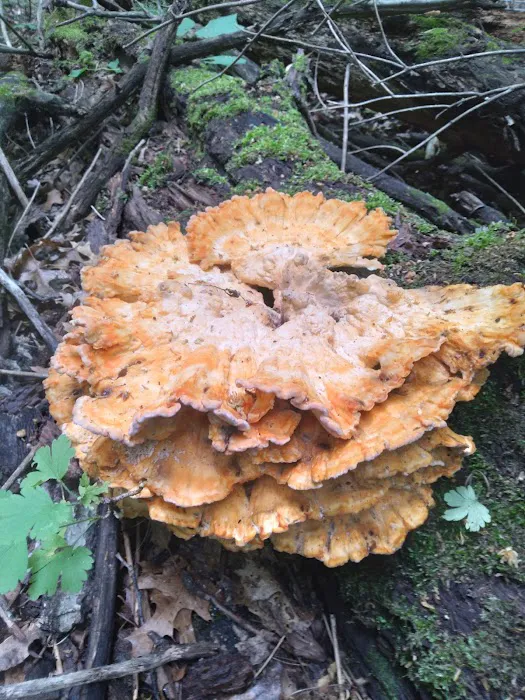 Burt Lake Campground and Wildlife Area 9