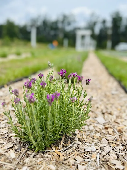Southern Grace Lavender Farm 1