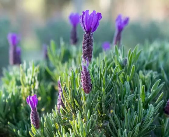 Southern Grace Lavender Farm