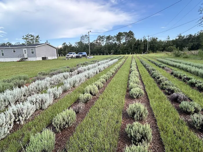 Southern Grace Lavender Farm 3