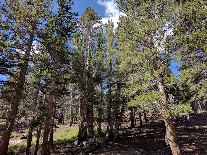Sawmill Campground 7