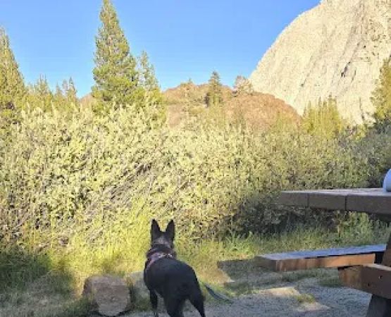 Ellery Lake Campground