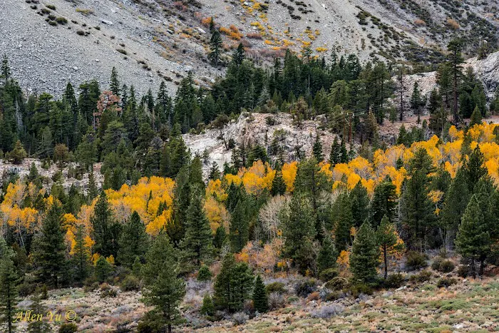 Aspen Campground 1