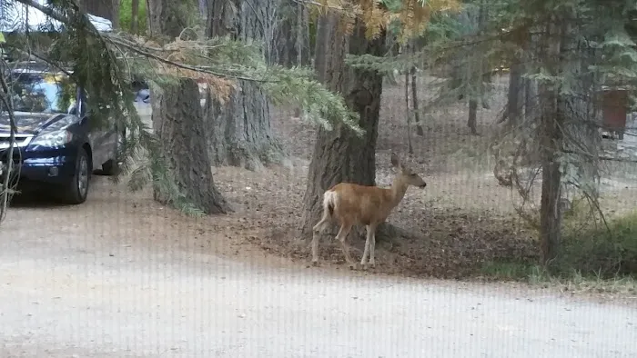 Aspen Campground 4
