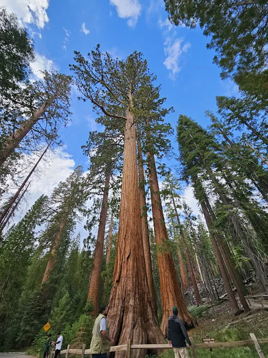 Tioga Lake Campground 7