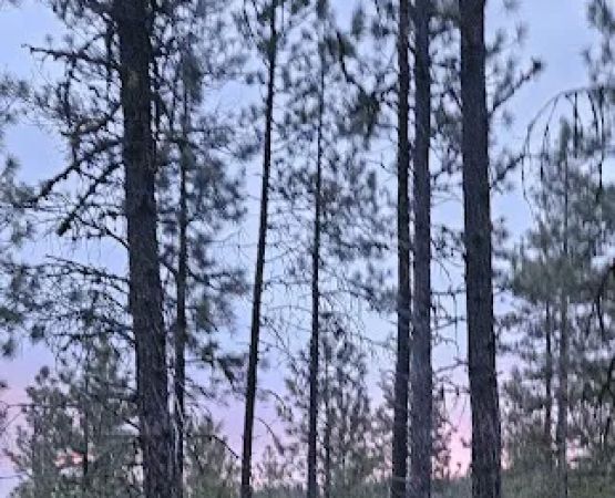 Dog Lake Campground