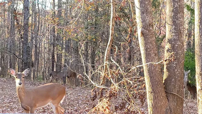 Deerlick Creek Campground 9