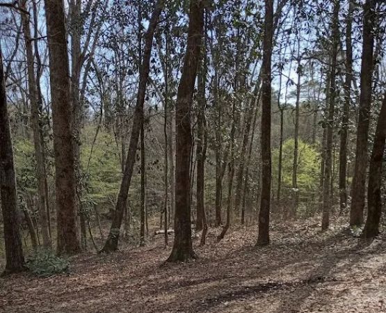 Tuskegee National Forest Campsite #1
