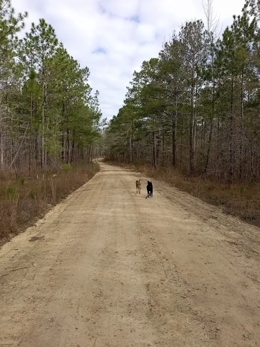 Tuskegee National Forest Campsite #1 3