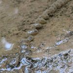 Tuskegee National Forest Campsite #11