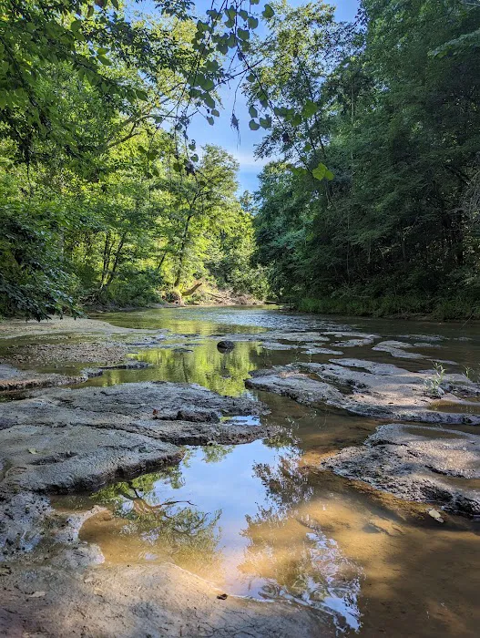 Tuskegee National Forest Campsite #11 4