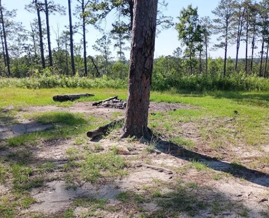 Tuskegee National Forest Campsite #10