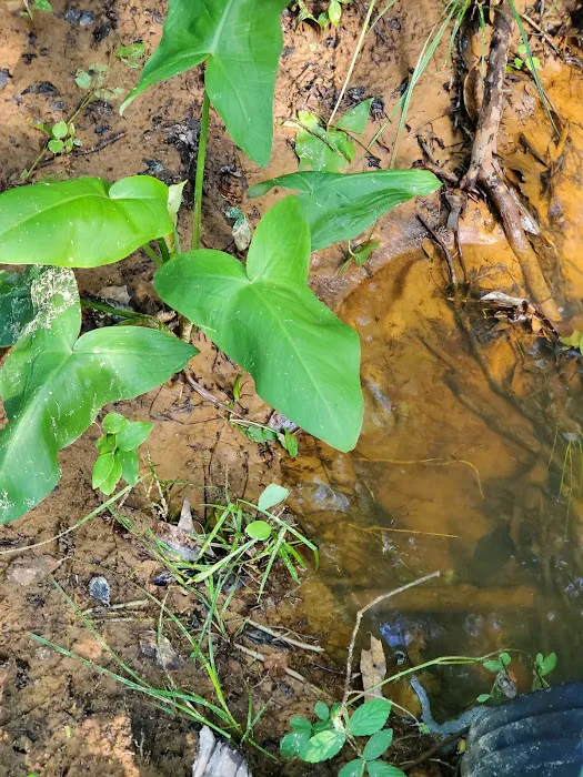 Hidden Springs Campground 3