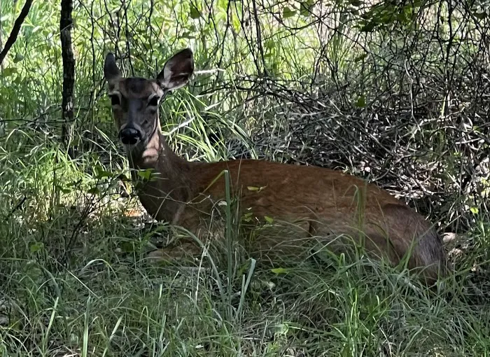 Deer Ridge Camping Loop 6
