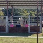 Bluestem Grove Equestrian Camping