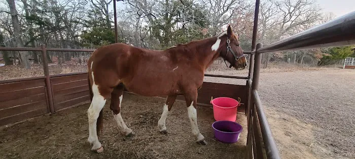 Bluestem Grove Equestrian Camping 6