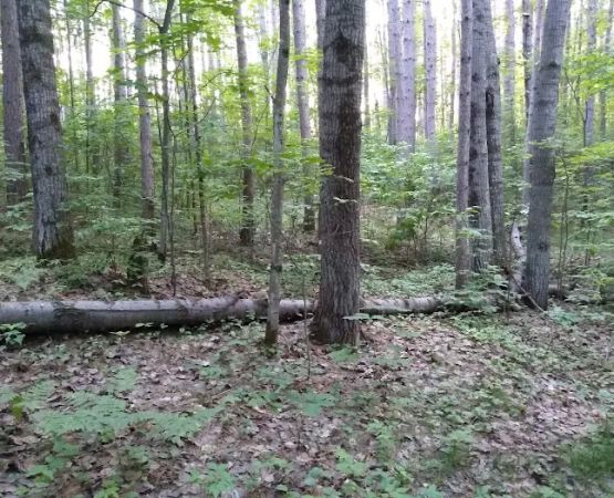 US Forest Service - Lakewood/Laona District