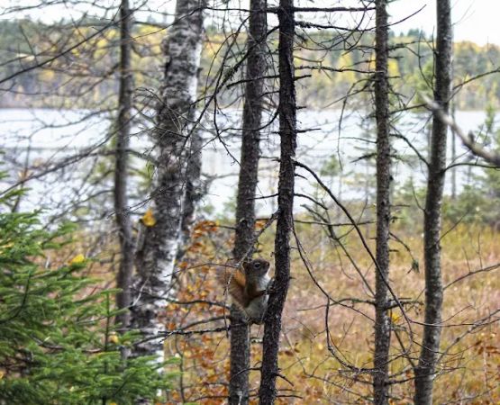Wolf Lake Campsite
