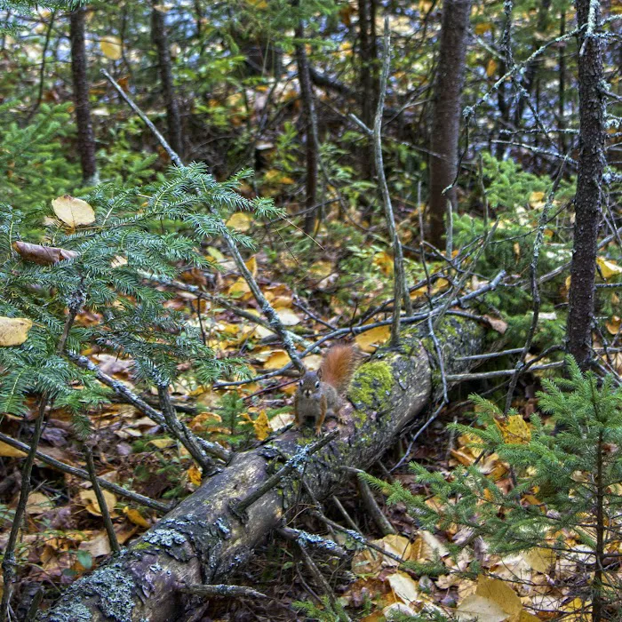 Wolf Lake Campsite 6