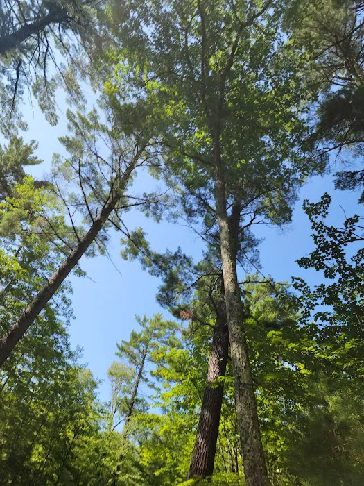 Laurel Lake Campground 5
