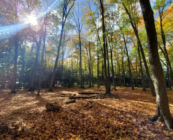Loon Campground