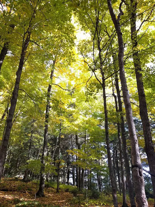 Loon Campground 1