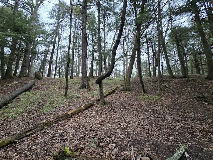 Birch Campground 8