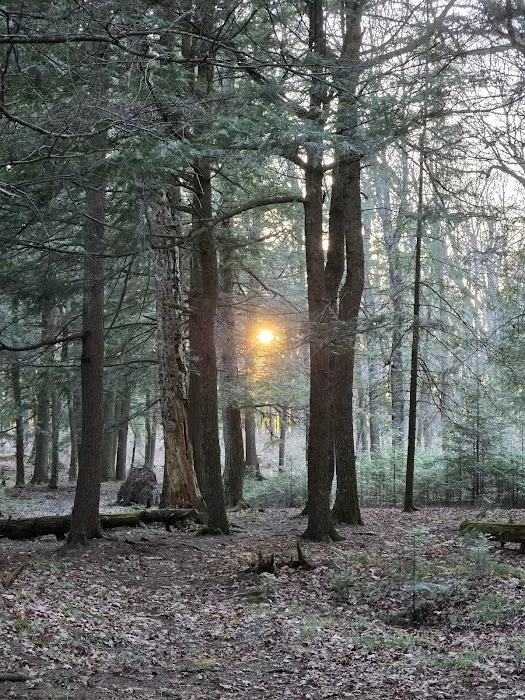 Birch Campground 6