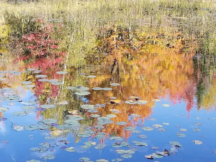 Loon Lagoon 6
