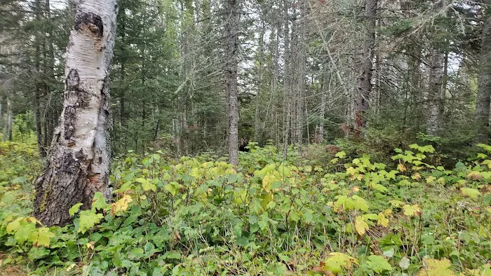 Daisy Farm Campground 7