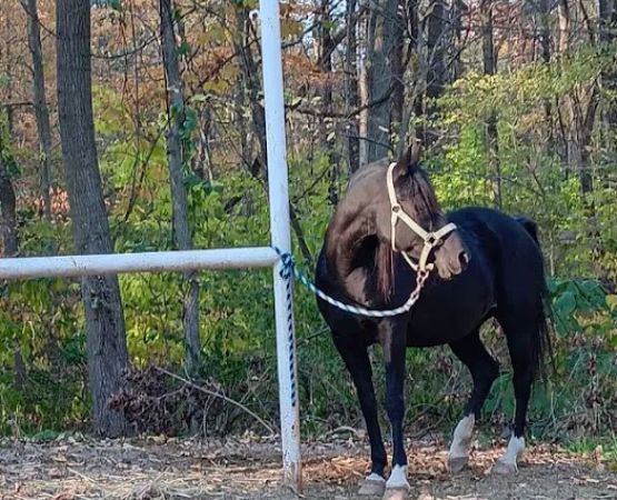 Salamonie River State Forest Horseman's Camp