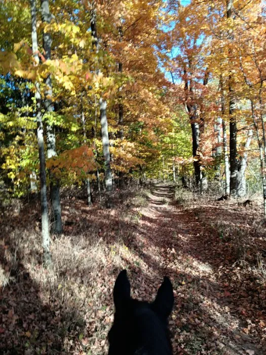 Salamonie River State Forest Horseman's Camp 5